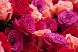 Roses in various shades of red and pink