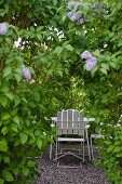 White chairs in secluded seating area in garden seen through lilac bush