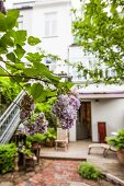 Flowering lilac in planted courtyard