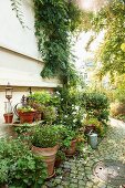 Potted flowering plants on paved garden path leading along house façade