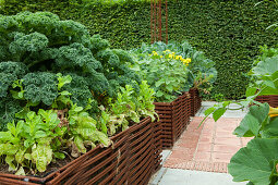 Kale growing in raised bed edged by woven iron rods in garden