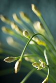 Chives with buds (close-up)