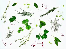 Various fresh herbs on a white surface (seen from above)
