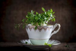 Fresh cress in a porcelain cup