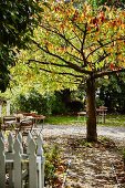 Sonnenbschienener Baum und Sitzplätze in herbstlichem Garten