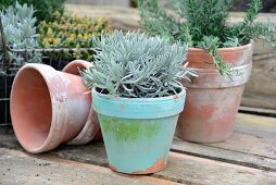 Mediterrane Kräuter (Rosmarin, Lavendel und Zitronenthymian) in alten Tontöpfen, vorne Lavendel in türkisfarbenem Tontopf