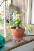 White hyacinth in terracotta pot on vintage windowsill in rustic surroundings
