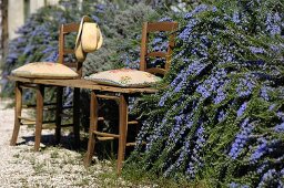 Wooden board with embroidered cushions laid over old kitchen chairs in front of flowering rosemary hedge