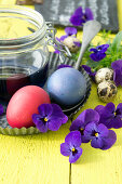 Easter eggs dyed red and blue and violas