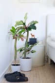 House plants in white pots between felt slippers and round bedside cabinet next to bed