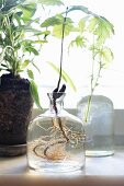 Grünpflanze mit Wurzel in Glasvase vor Fenster