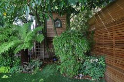 Palm tree and bamboo growing in garden with tree house