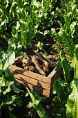 Freshly harvested horseradish in a wooden crate in a field