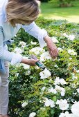 Frau schneidet weiße Rosen im Garten