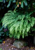 Ferns in a garden