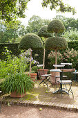 Metal folding chairs at round garden table and topiary box trees in summery garden