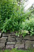 Halbhohe, eingewachsene Naturstein-Gartenmauer
