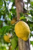 A ripe lemon on a tree