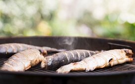 Trout on a barbecue