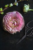 Pink ranunculus flower and branch of cherry blossom on black surface