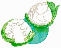 Two cauliflowers (illustration)