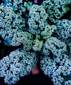 Kale leaves covered with frost (close up)