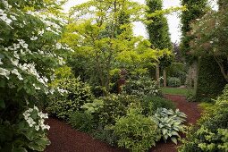 Green shrubs and trees lining mulched patch in well-tended summer garden