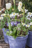 Double narcissus, wood anemones, violas and tulips in purple flowerpots