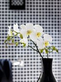 Black vase of white orchids in front of blurred checked background