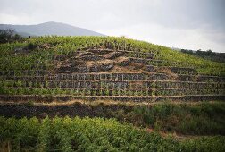 Weinberg Guardiola von Passopisciaro, Sizilien, Italien