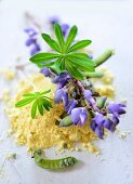 Lupine flour and lupines