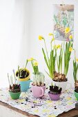Narcissus and crocus planted in pastel teacups