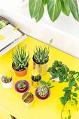 Succulents and cacti on yellow table