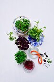 Various fresh sprouts and cress in glass jars
