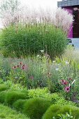 Flowering purple echinacea and ornamental grasses in well-tended garden