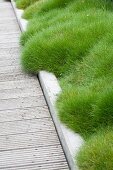 Bearskin Fescue lining wooden walkway with edging in garden