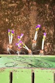 Auf Metallfedern aufgespießte Krokus-Blumenzwiebeln auf grüner Kiste