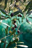 Oliven am Zweig