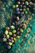 Black and green olives in a harvesting net