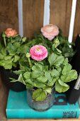 Three potted ranunculus plants on turquoise book