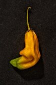 Gelbe Chili 'Aji Amarillo'