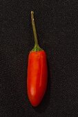 A red 'Baby Morich' chilli