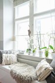 Comfortable cushions and sheepskin on bench below white orchids of windowsill