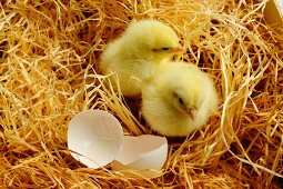 Two chicks with eggshells in wood shavings