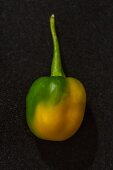 A yellow Habanero chilli pepper