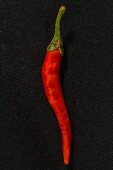 A Purple Cayenne chilli pepper