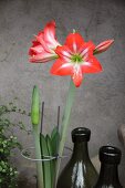 Amaryllis flower and bud in plant support