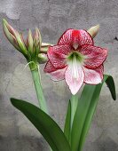 Flowering amaryllis of variety 'Flamenco queen'