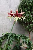 Blüte einer Spindel Amaryllis vor Efeu-Bögen