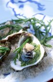 Oysters with seaweed on a bed of salt